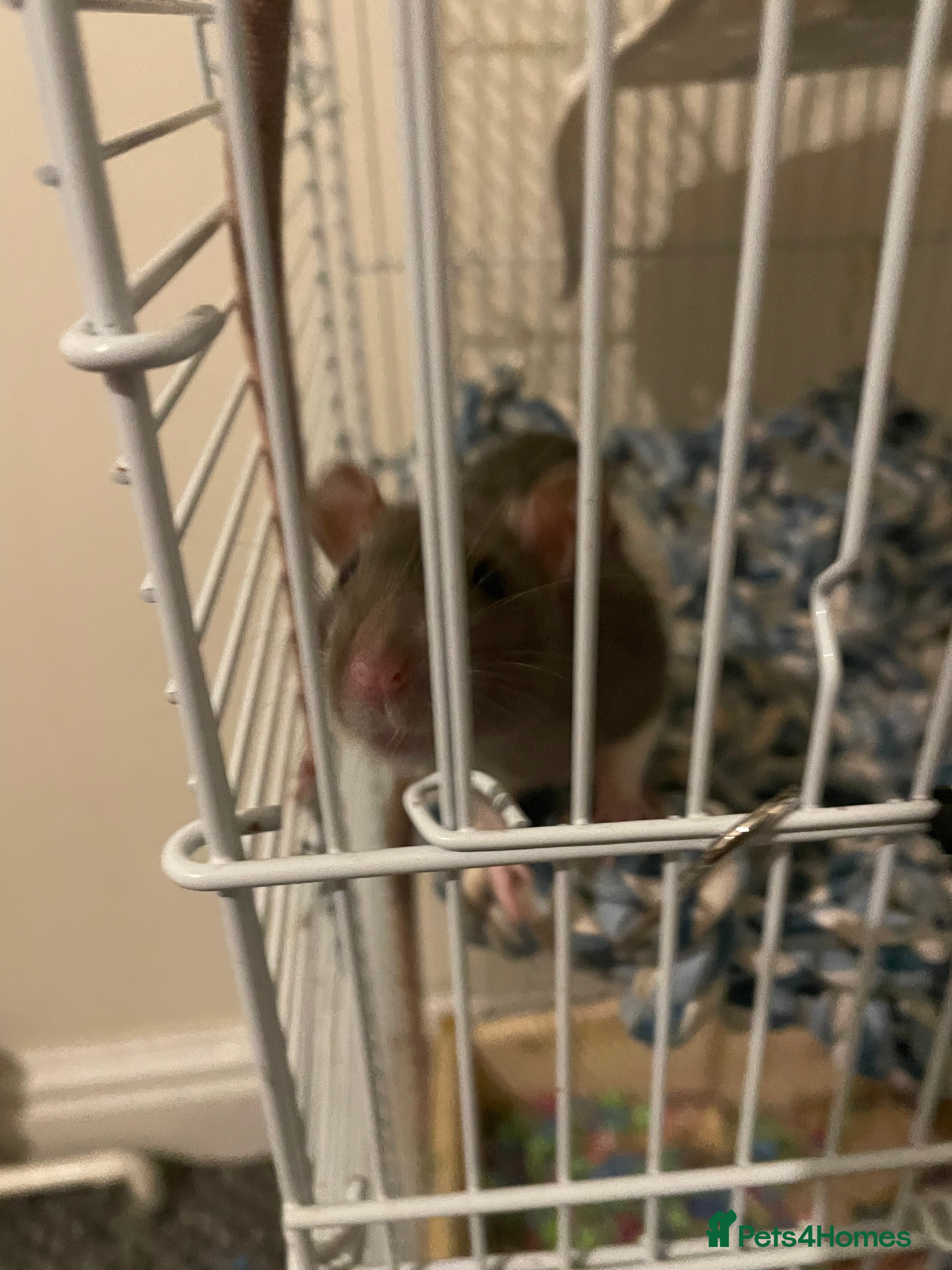 Rat rodents Taco and Tui - Advert 1