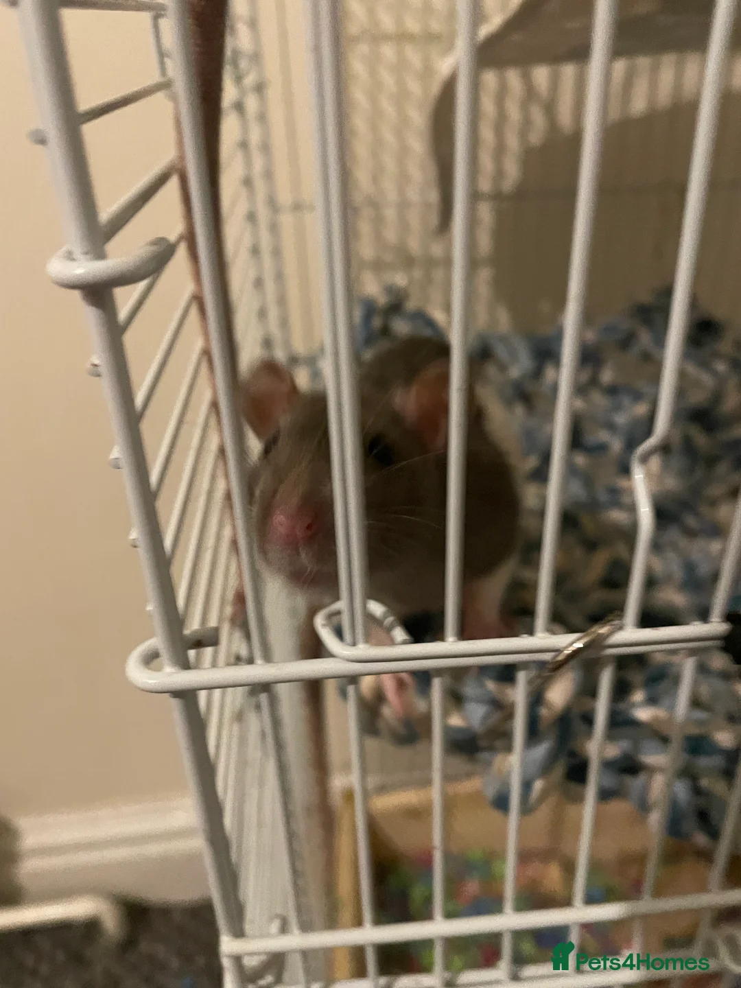 Rat rodents for sale: Taco and Tui - Advert 1