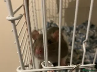 Rat rodents Taco and Tui - Advert 1