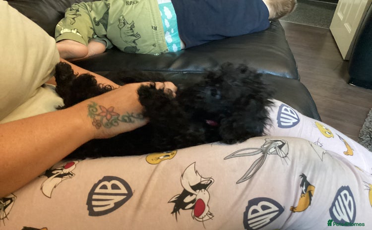 Doxiepoo dogs - Advert 2