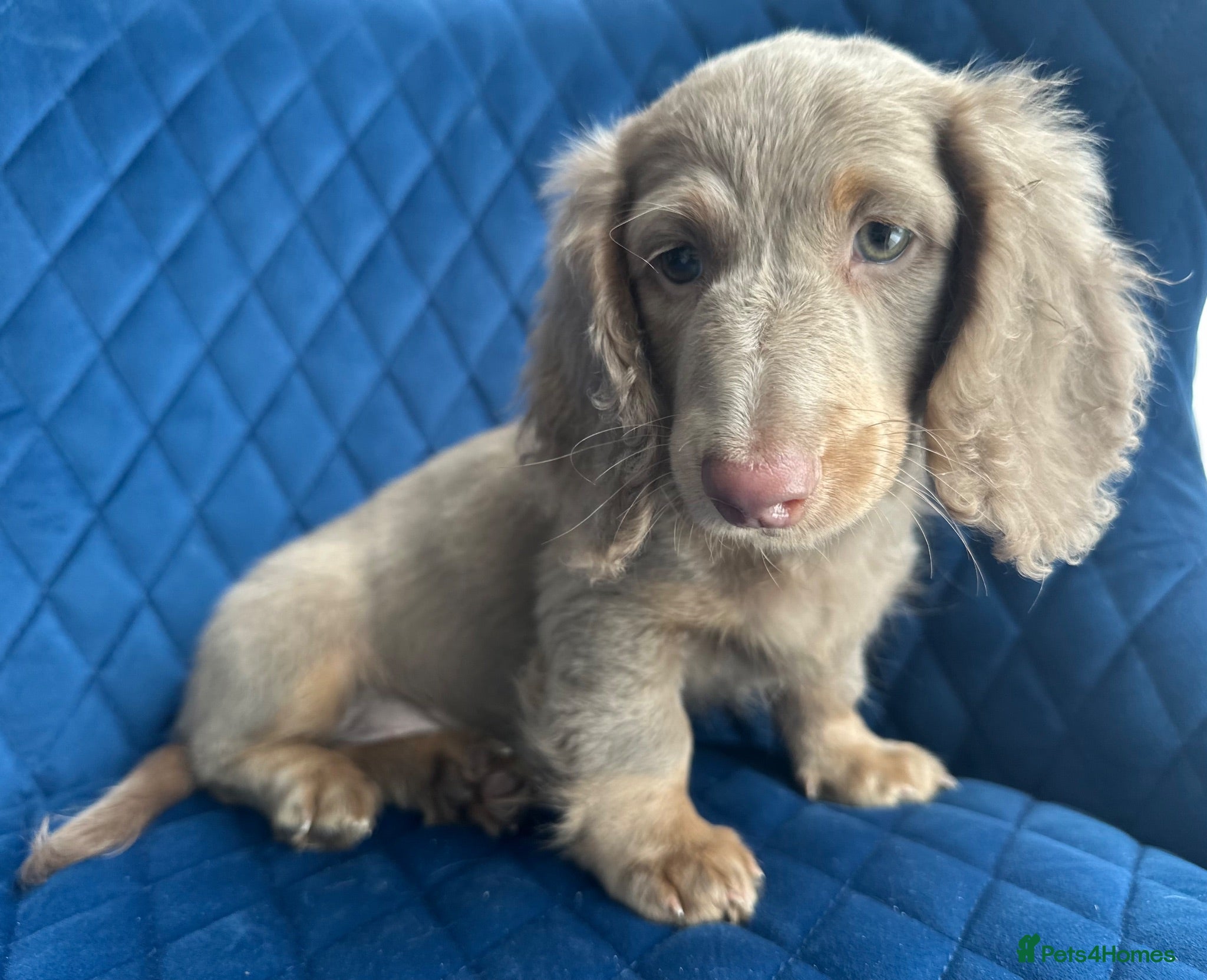 Miniature Dachshund dogs ✨👑MINI LONG HAIRED DACHSHUND👑✨KC ✨HEALTH TESTED  - Advert 2