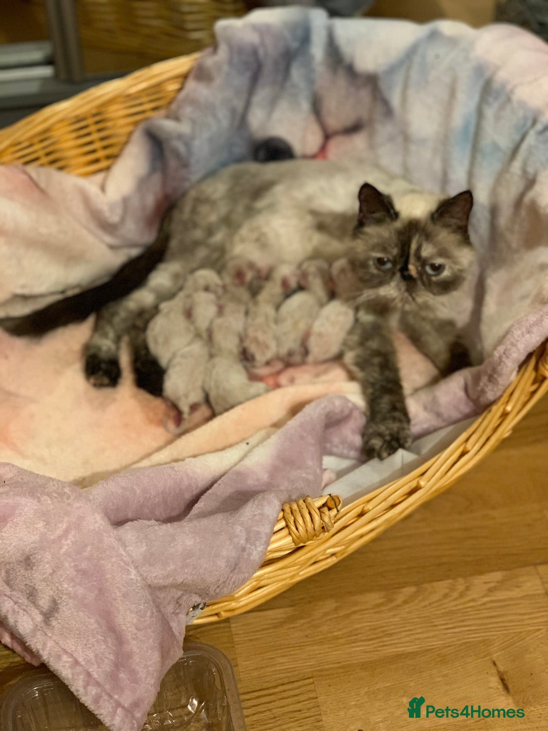 Persian cats for sale: Persians blue eyes  - Image 4