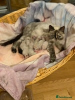 Persian cats Persians blue eyes - Advert 8