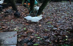 Chickens poultry for sale: Beautiful boys need forever homes - Image 4