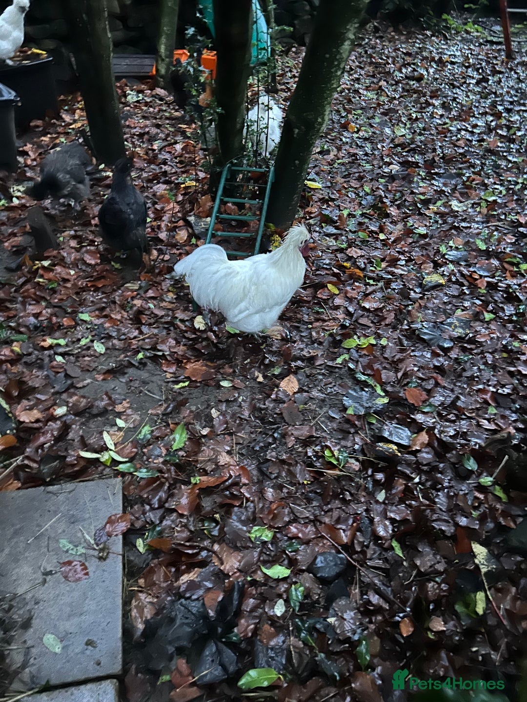 Chickens poultry for sale: Beautiful boys need forever homes - Image 4