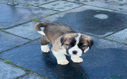 Saint Bernard dogs for sale: KC Registered St. Bernards For Sale! - Image 37