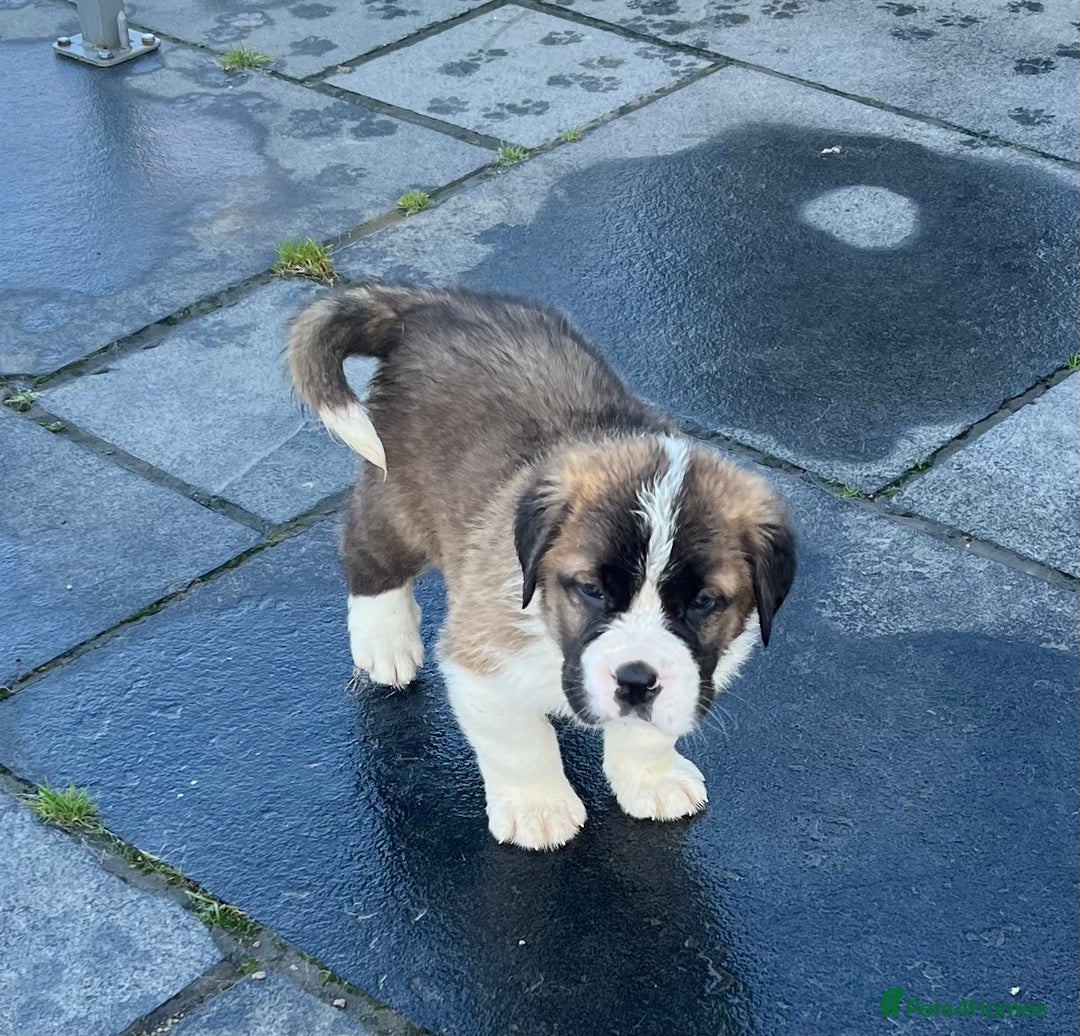 Saint Bernard dogs for sale: KC Registered St. Bernards For Sale! - Image 37