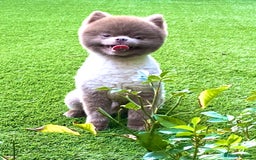 Pomeranian dogs for stud: Beautiful Lilac / Lavender Pomeranian at Stud in Luton - Image 5
