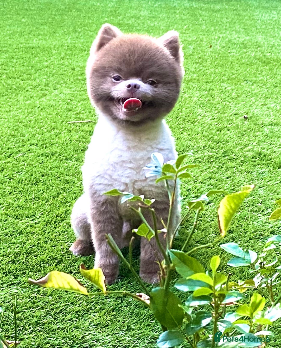 Pomeranian dogs for stud: Beautiful Lilac / Lavender Pomeranian at Stud in Luton - Image 5