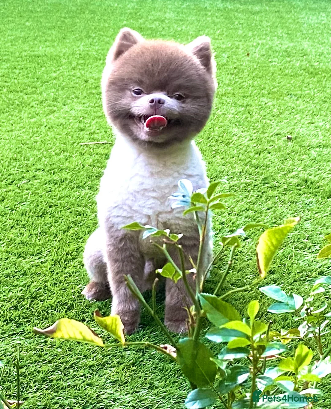 Pomeranian dogs for stud: Beautiful Lilac / Lavender Pomeranian at Stud in Luton - Advert 5