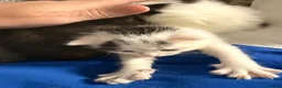 Mixed Breed cats for sale: 3 stunning British shorthair x Turkish van kittens in Rochdale - Advert 9