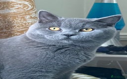 British Shorthair cats for sale: 4 beautiful lilac and blue kittens. - Advert 13