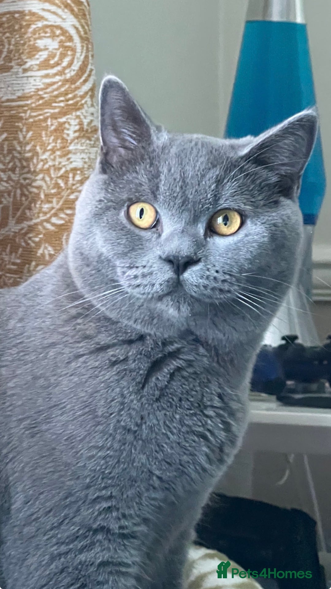 British Shorthair cats for sale: 4 beautiful lilac and blue kittens. - Advert 13