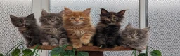 Maine Coon cats for sale: Adorable Maine coon kittens  - Advert 14