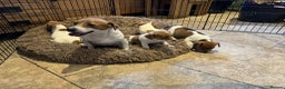 Jack Russell dogs for sale: Stunning litter of true short legged Jack russels  - Advert 6