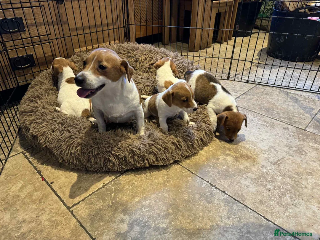 Jack Russell dogs for sale: Stunning litter of true short legged Jack russels  - Advert 1