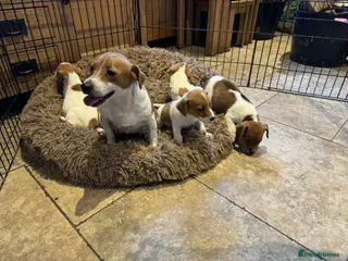 Jack Russell dogs Stunning litter of true short legged Jack russels - Advert 4