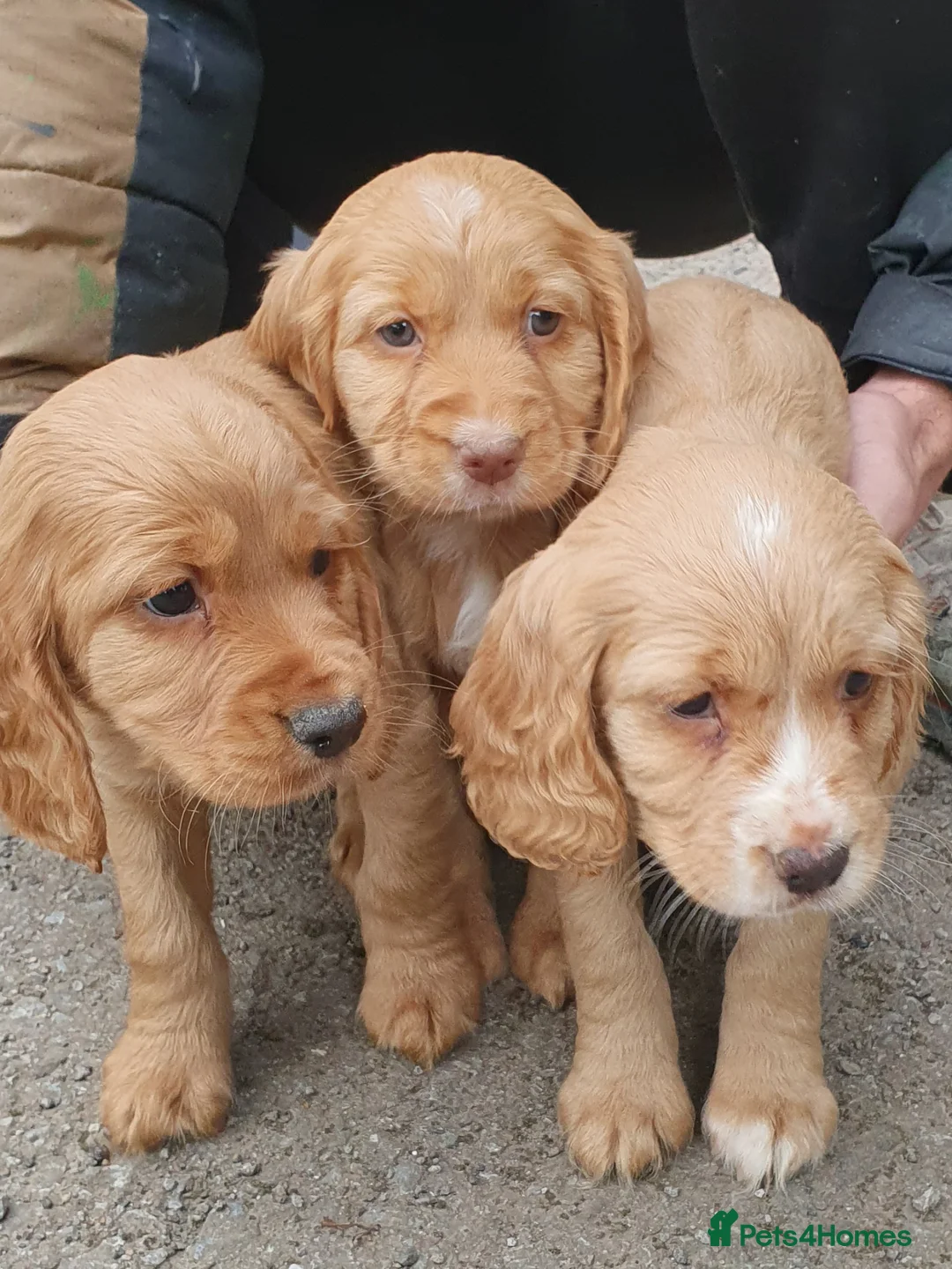 Cocker Spaniel dogs for sale: Beautiful cocker spaniel puppies  - Advert 1