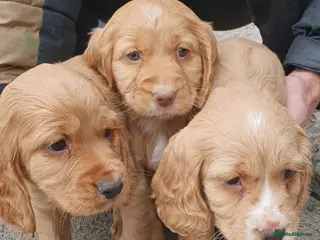Cocker Spaniel dogs Beautiful cocker spaniel puppies - Advert 2
