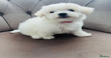 Mixed Breed dogs - Advert 14