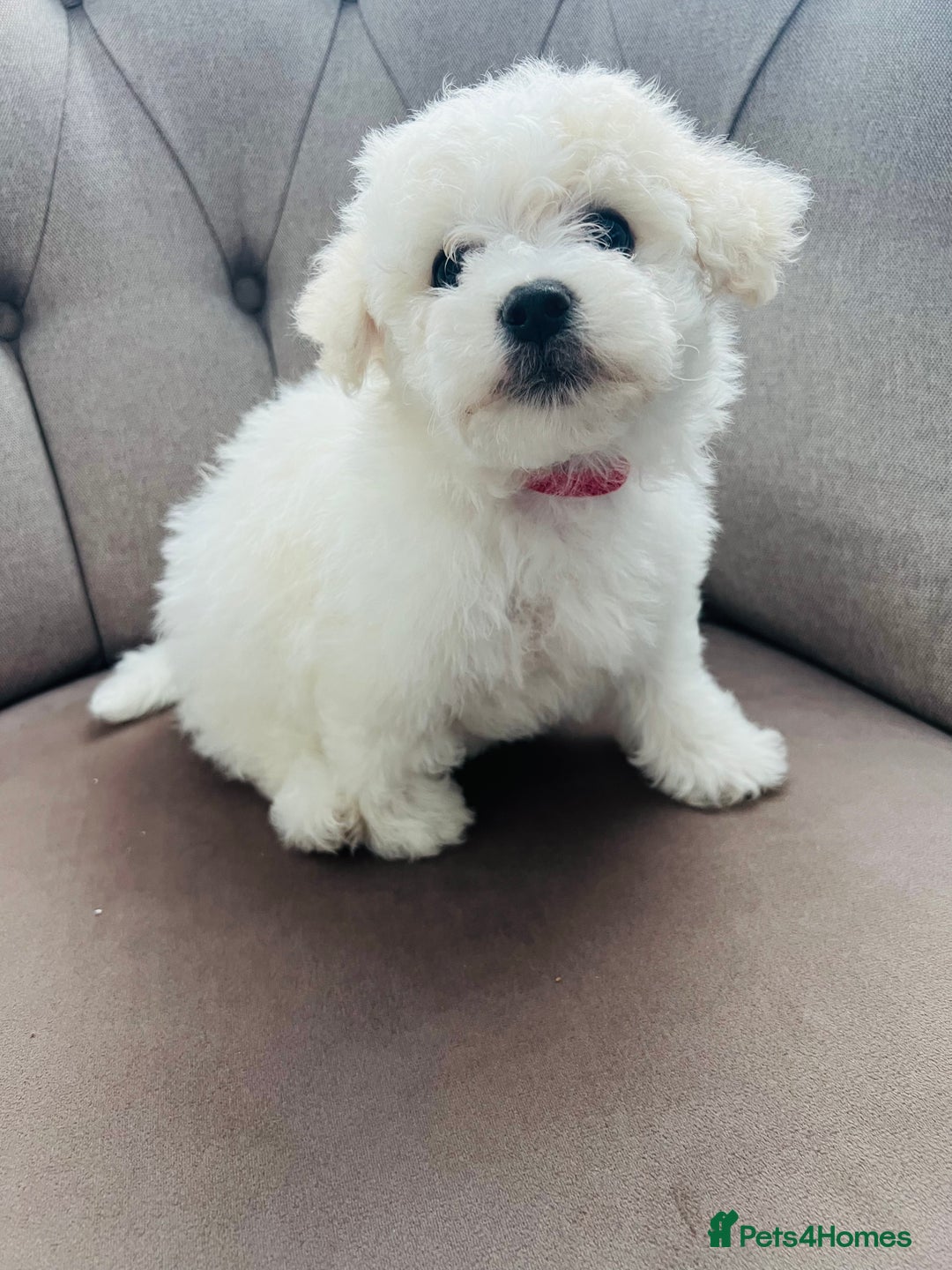 Poodle Year Old Bichon Frise For Sale Trained Bichon Frise Puppies