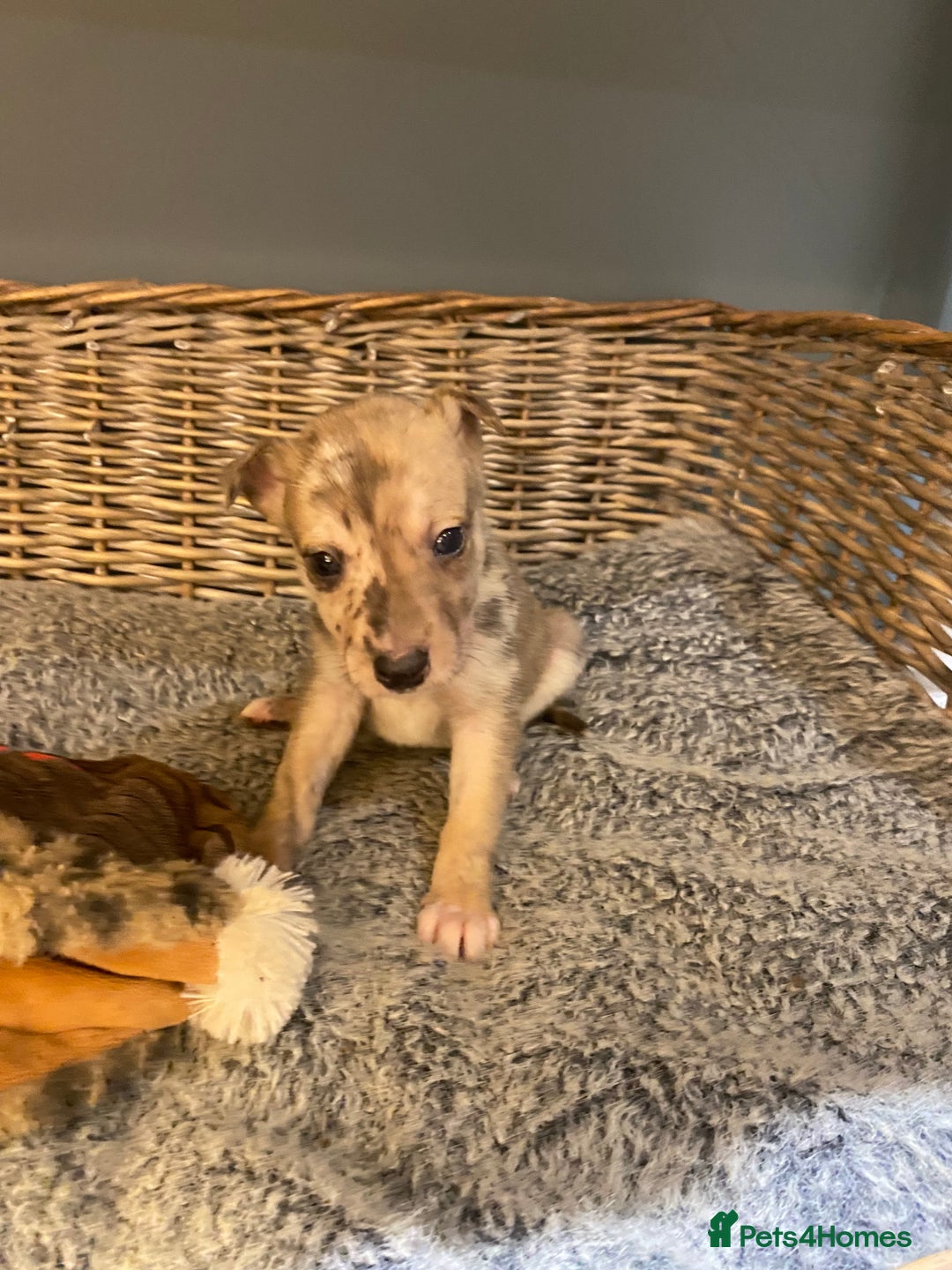 Mixed Breed dogs for sale: Beautiful merle whippet x collie puppies  - Advert 8