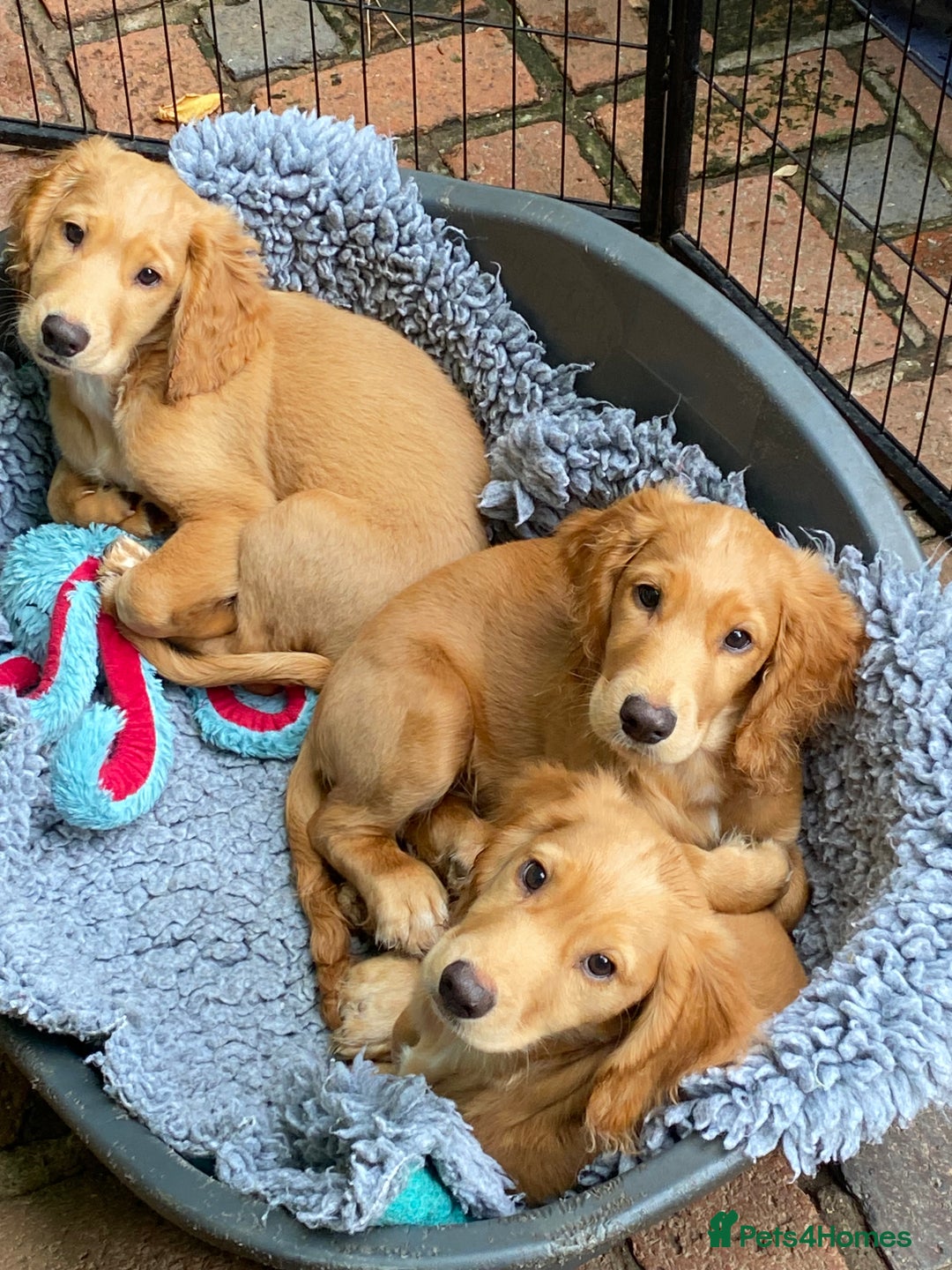 Cocker Spaniel dogs for sale: Stunning Working Cocker Spaniel Puppies - Image 10