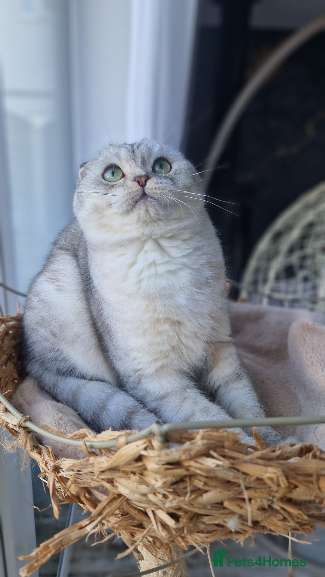 Scottish Fold cats for sale: Scottish Folds, adult cat looking for a Sweet home - Advert 4