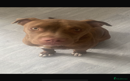 Mixed Breed dogs for sale: Staff cross - Image 1