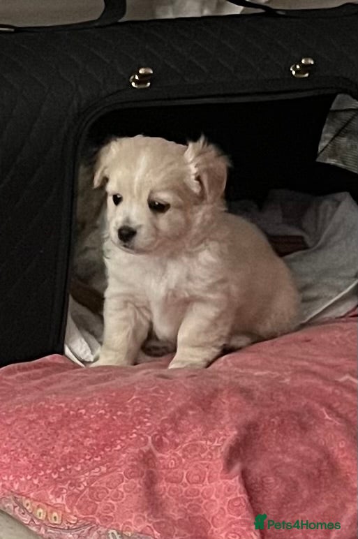 Mixed Breed dogs POMCHI X BABIES READY TO GO  - Advert 15