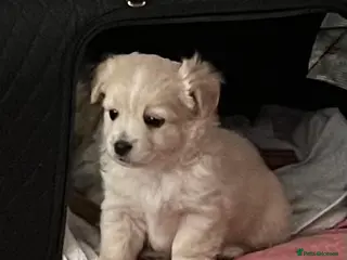 Mixed Breed dogs POMCHI X BABIES READY TO GO - Advert 15