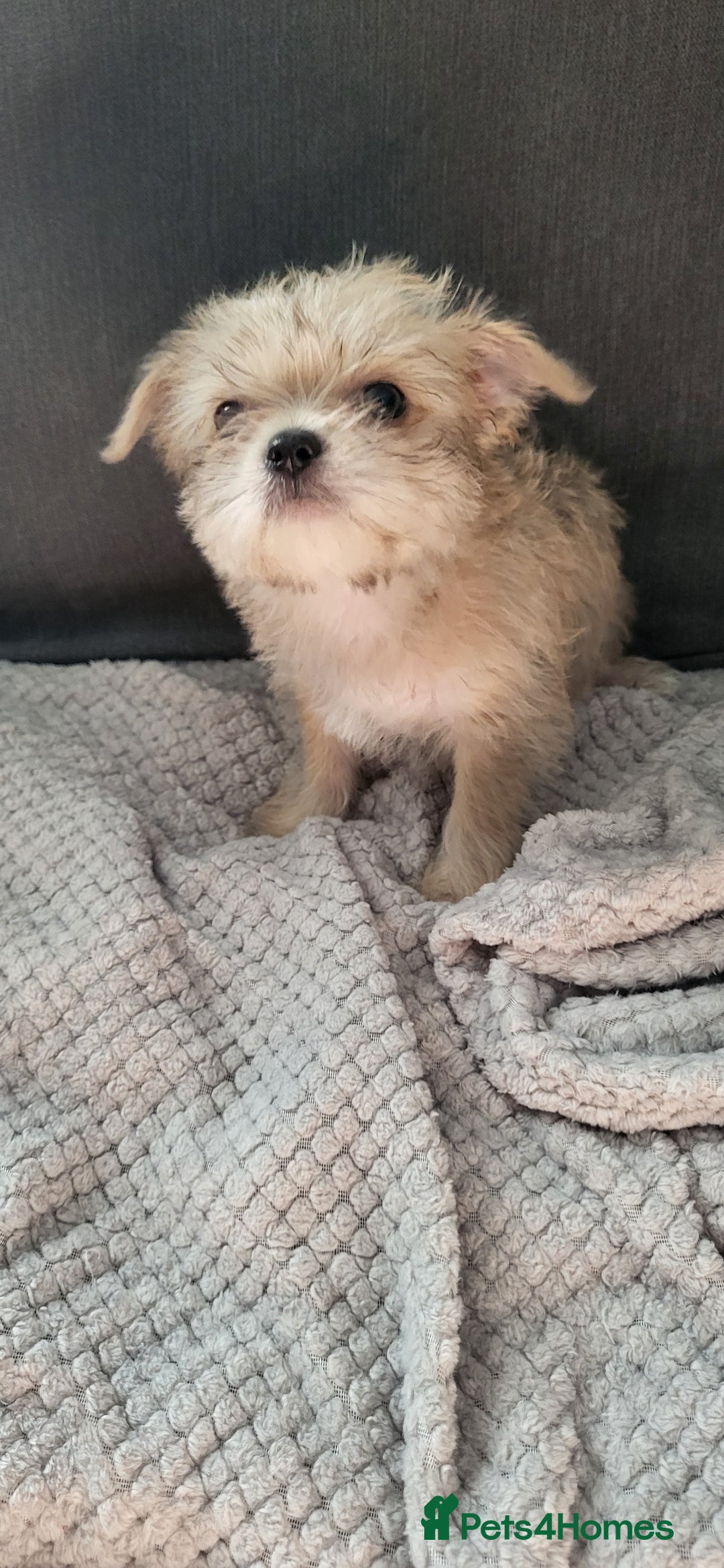 Mixed Breed dogs for sale: Jack russel cross pomeranian puppies  - Image 4