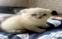 Scottish Fold cats for sale: Lovley Scottish fold and straight kittens. - Image 4