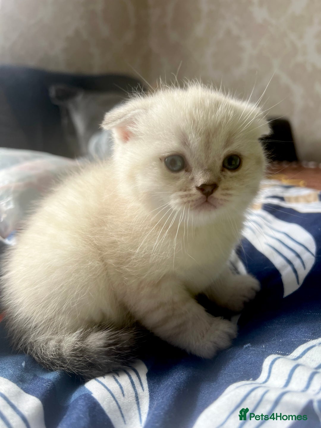 Scottish Fold cats for sale: Lovley Scottish fold and straight kittens. - Image 4