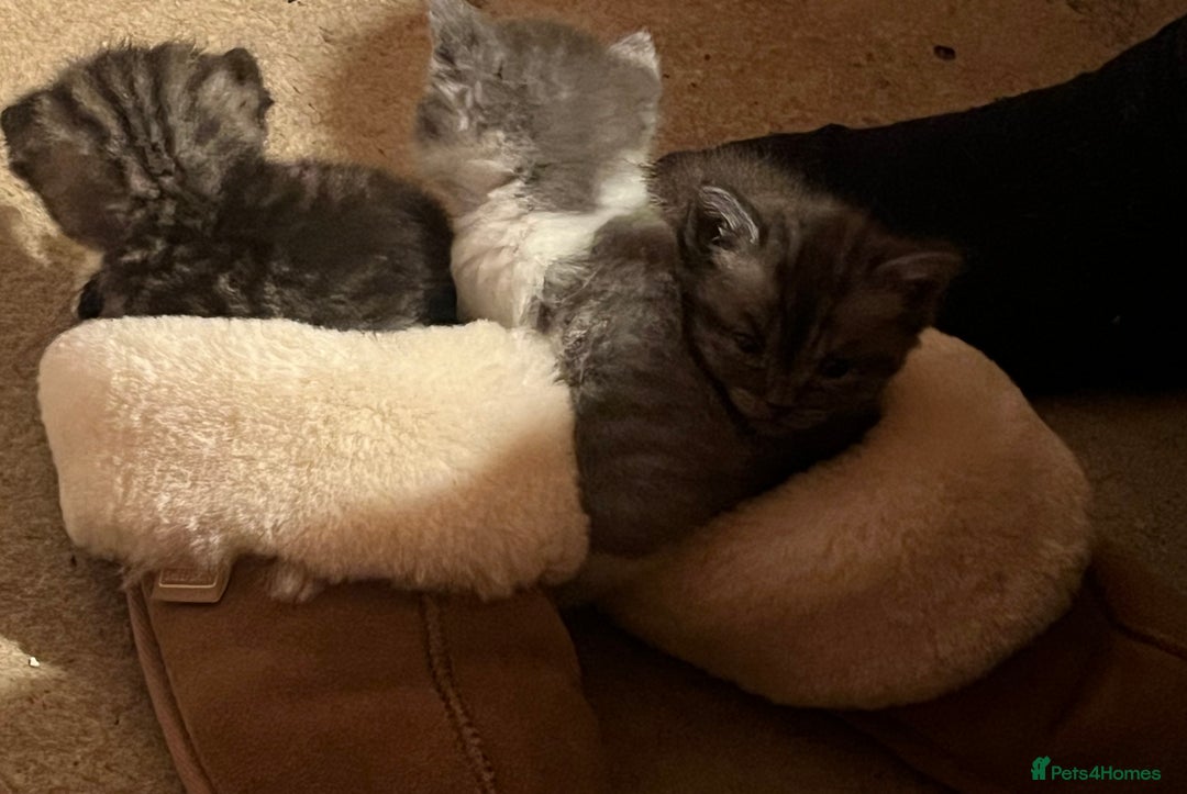 Ragdoll cats for sale: Ragdoll x tabby kittens - Image 5