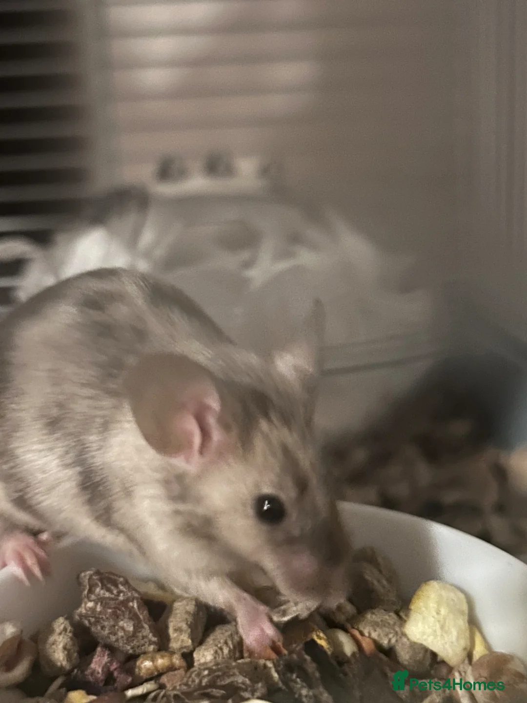 Mouse rodents for sale: Mice free to a good home  in Mansfield - Advert 2