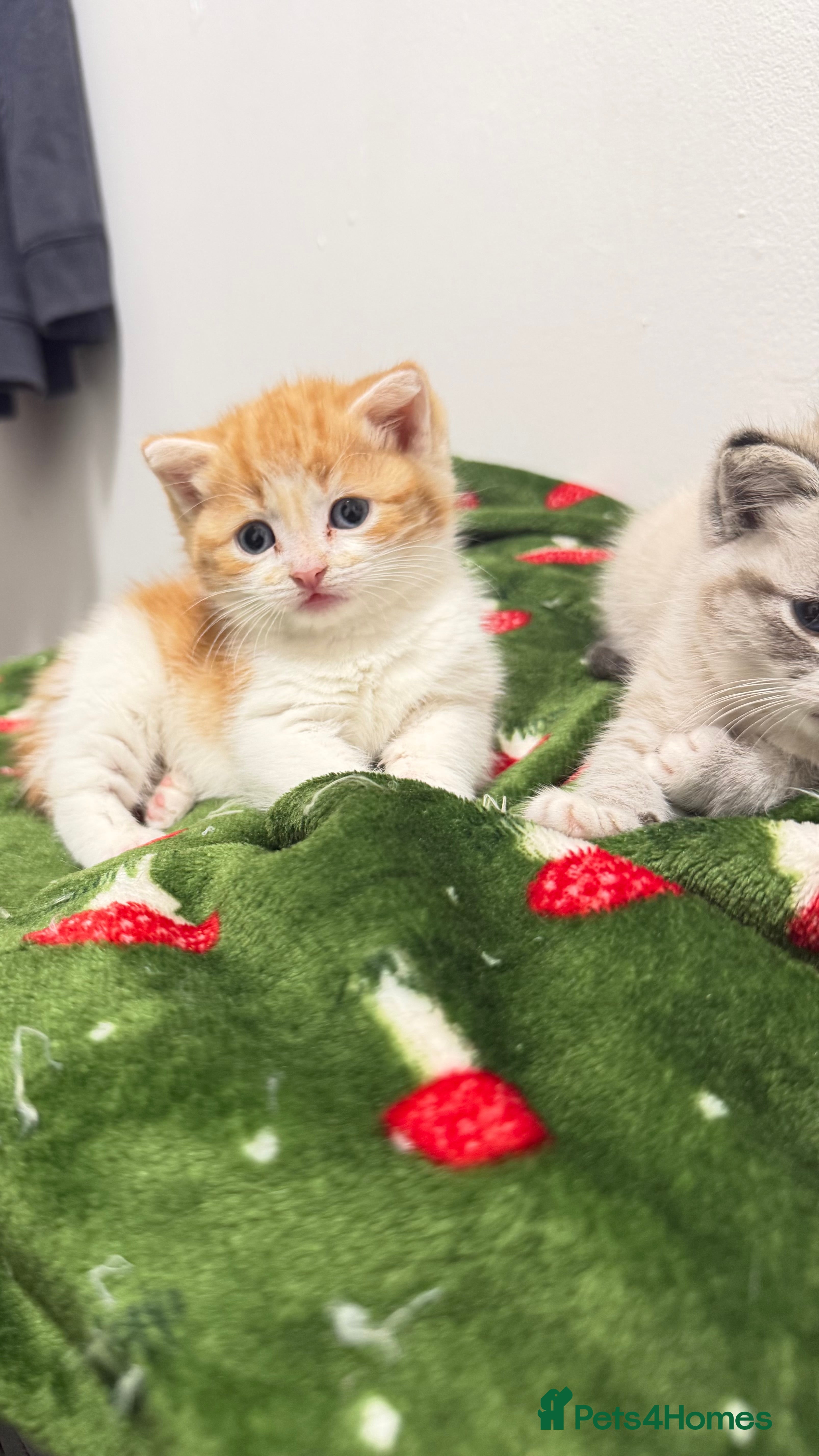 British Shorthair cats British shorthair kittens  - Advert 3