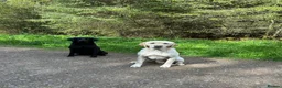 Labrador Retriever dogs for sale: KC registered Labrador puppies  - Advert 12