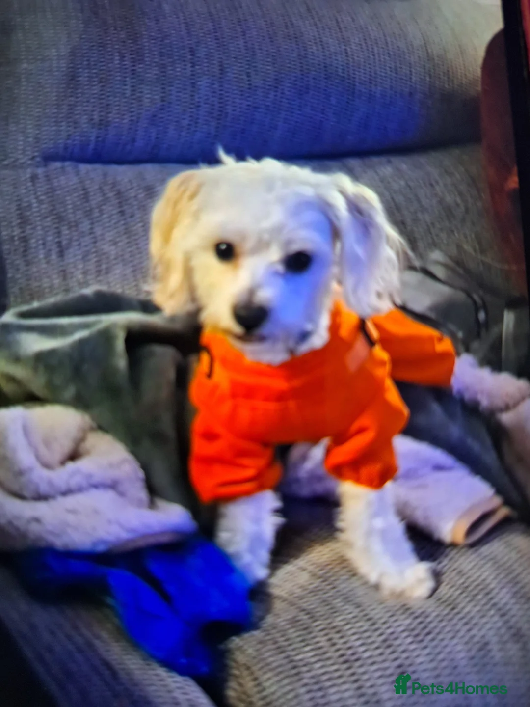 Maltese dogs for sale: Susanne in Swadlincote - Advert 4