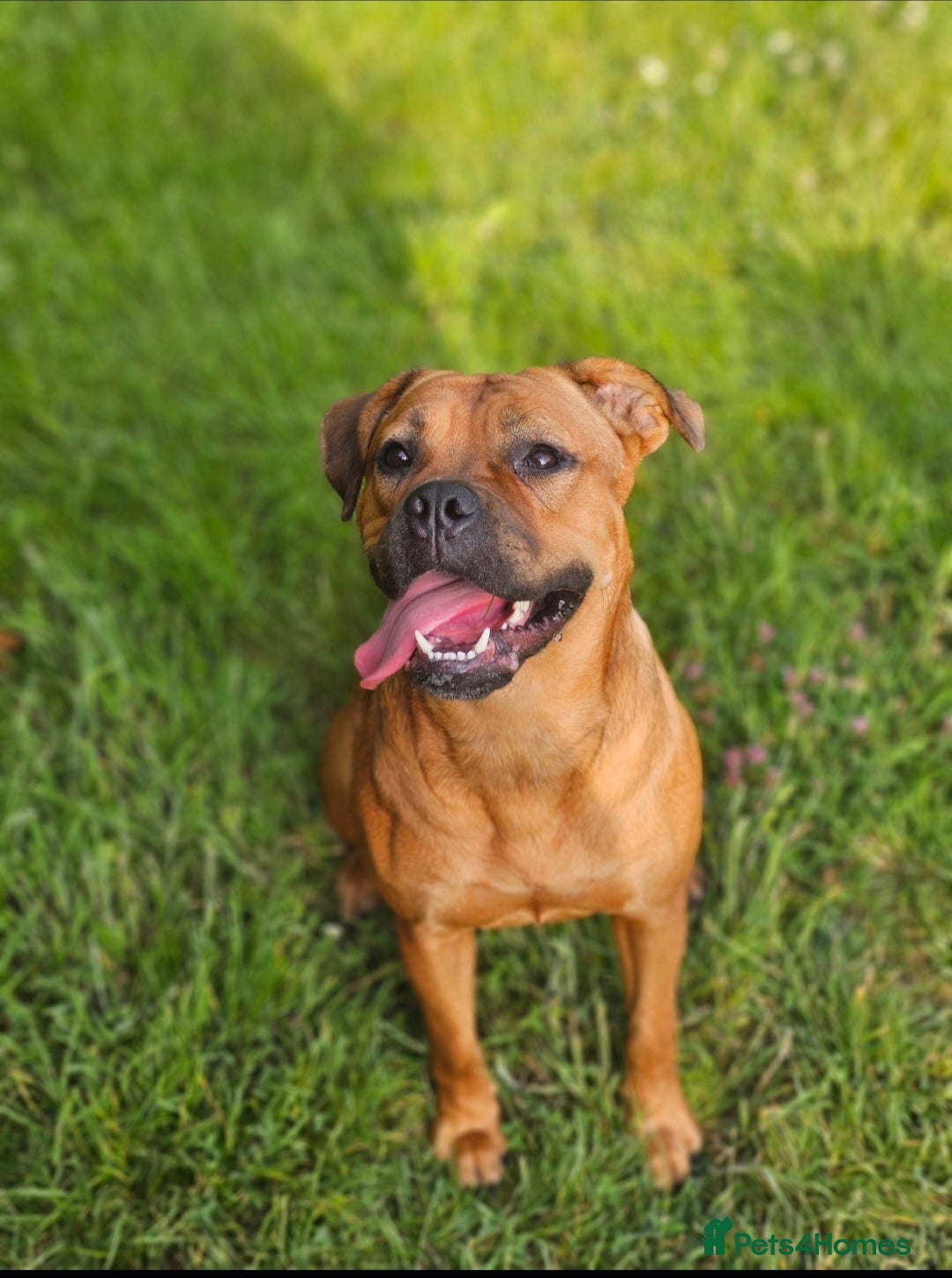 Mixed Breed dogs 1 male pup left Cane corso x French mastiff  - Advert 12