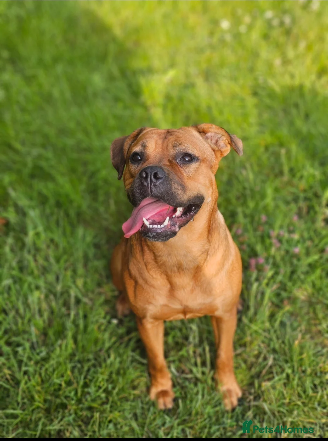 Mixed Breed dogs for sale: 1 male pup left Cane corso x French mastiff  - Advert 1