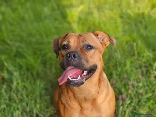 Mixed Breed dogs 1 male pup left Cane corso x French mastiff - Advert 12