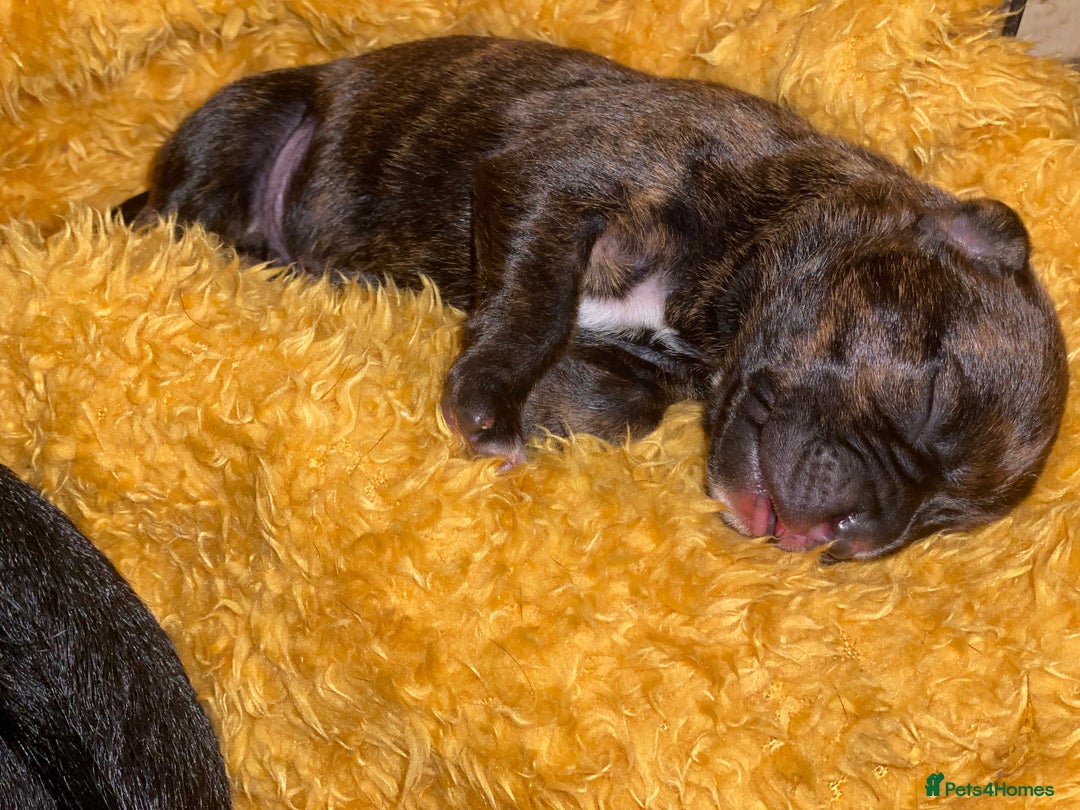 Mixed Breed dogs for sale: 🤩 mum kc boxer dad mini boxer 5 pups rare 🤩 - Advert 28