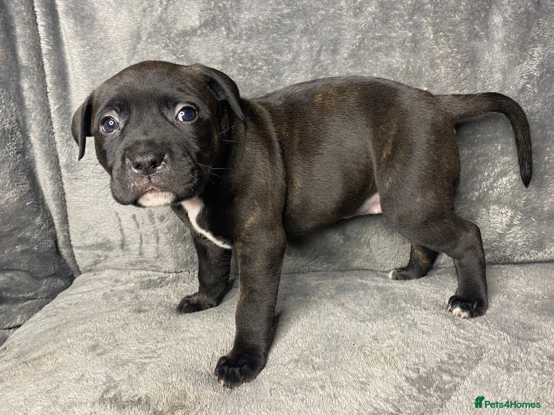 Staffordshire Bull Terrier dogs for stud: Stud for breeding in Ilkeston - Advert 23