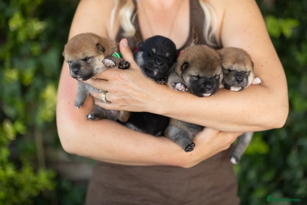 Japanese Shiba Inu dogs for sale: Outstanding original japanice Shiba Inu puppies  - Advert 14