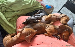 Dachshund dogs for sale: Miniature smooth kc registered daschund  - Image 7