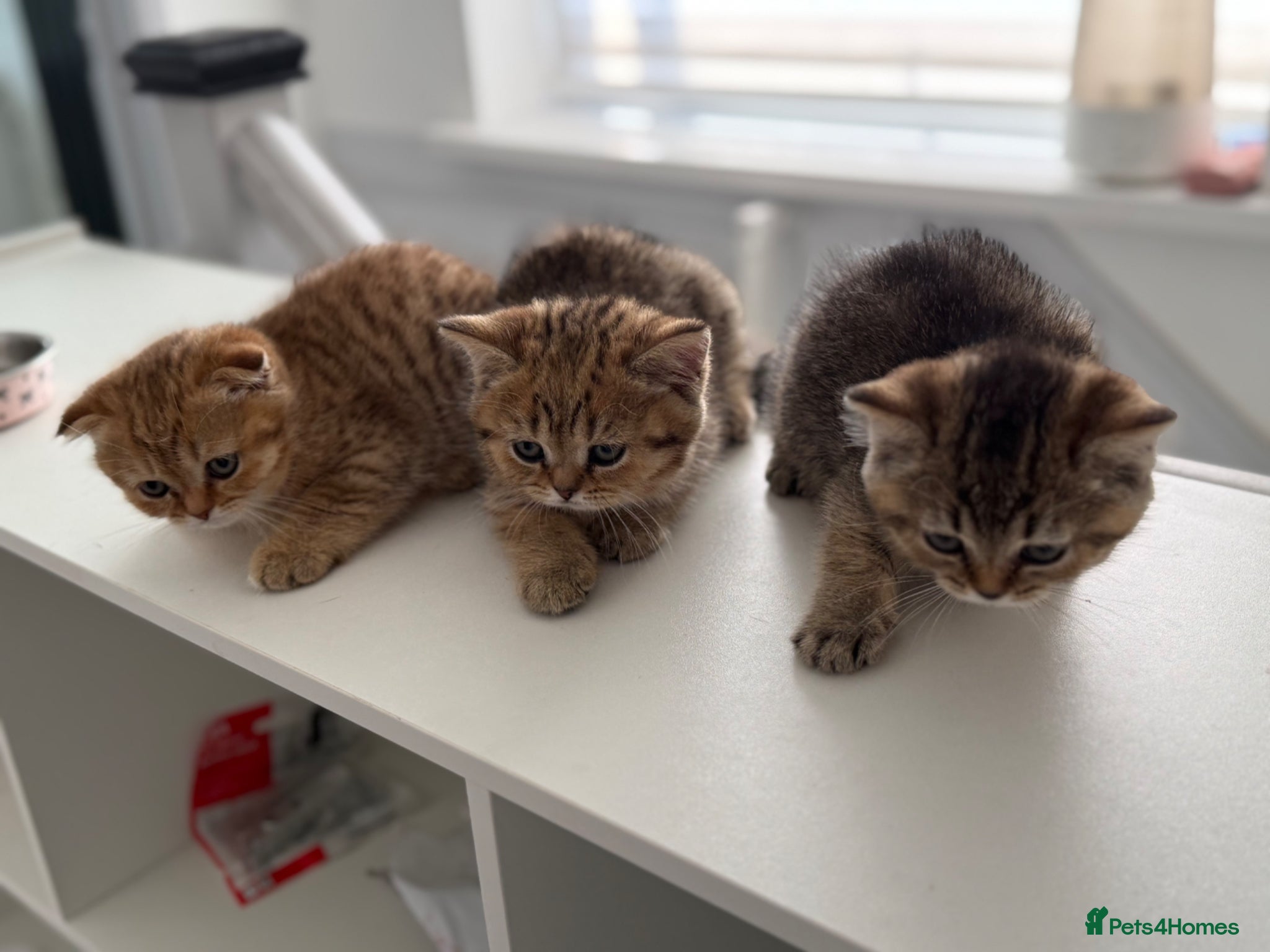 Scottish Fold cats Ready to leave today !!🥰🥰 - Advert 1