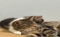 Mixed Breed cats for sale: Kittens for adoption  - Image 8