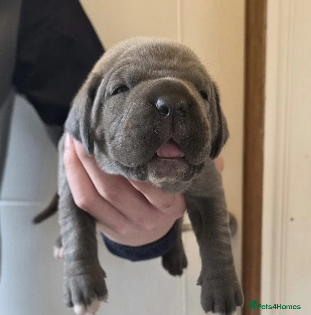 Cane Corso dogs for sale: 7 Blue Beautiful Cane Corso puppies 3 weeks old - Advert 24