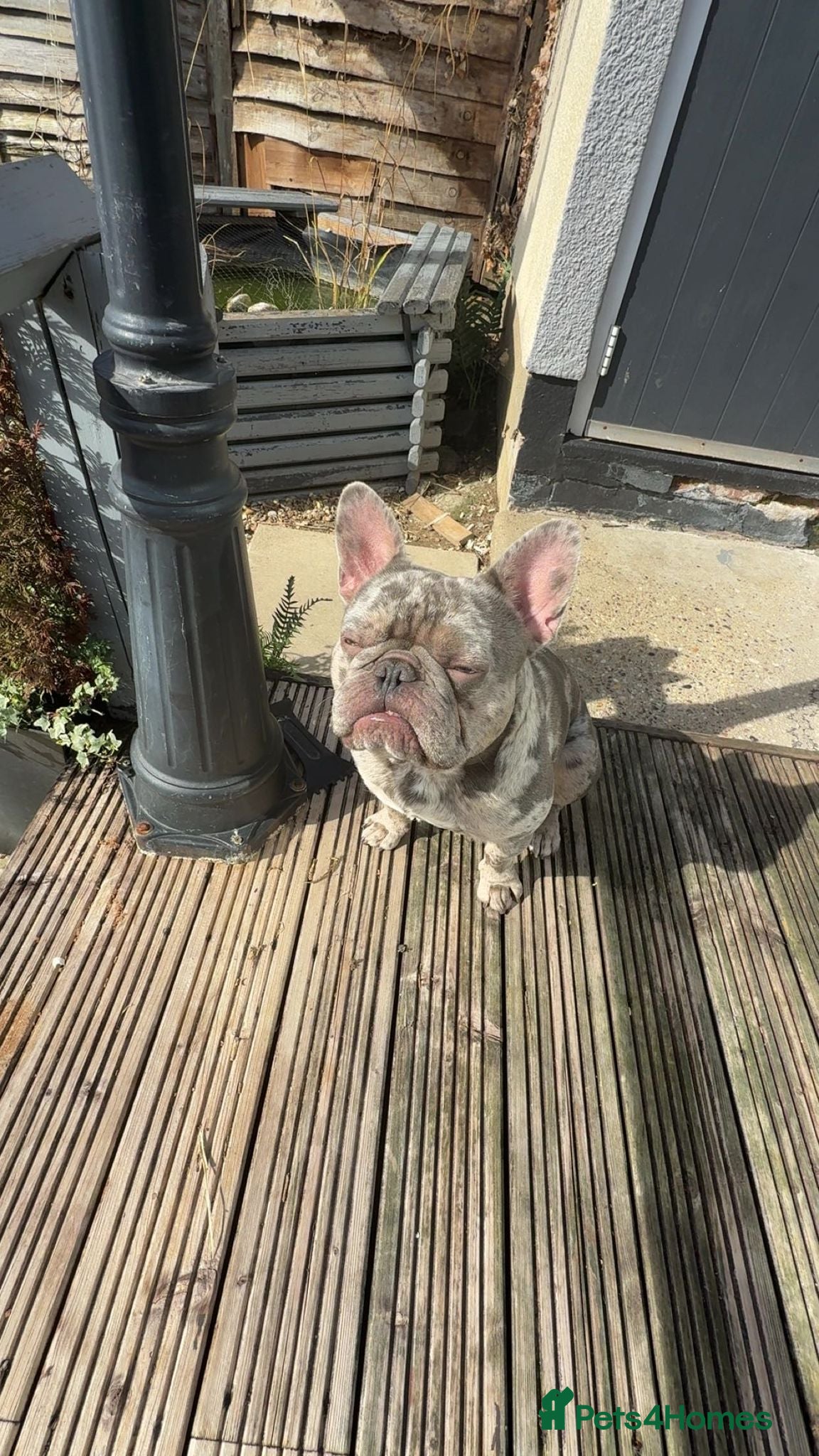 French Bulldog dogs for stud: Dog for stud  - Advert 4